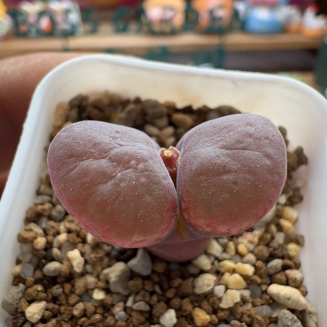 610优选pnsp四年半