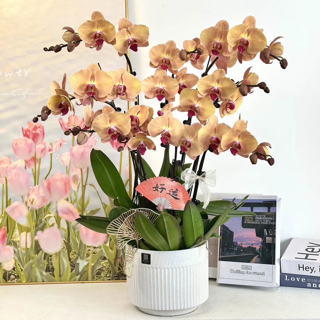 妗画黄金万两】蝴蝶兰鲜花精致组盆 开花株 室内绿植