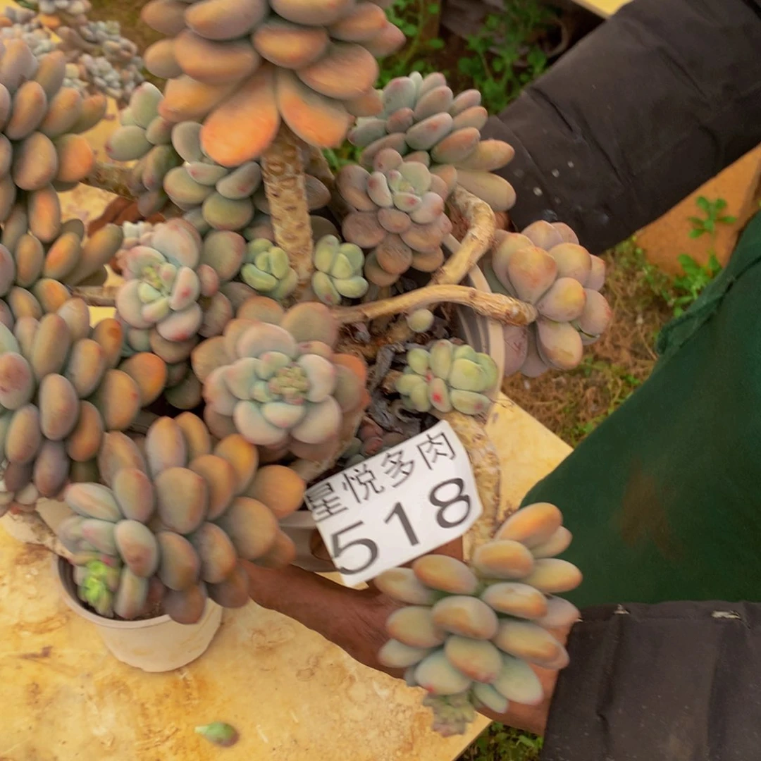 余*星悦多肉 洛神518