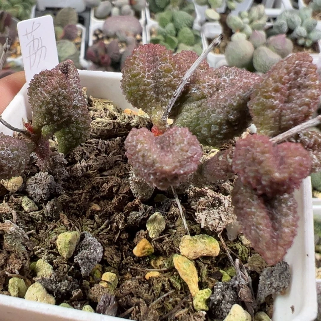 w带桩荔枝皮多肉植物水泡