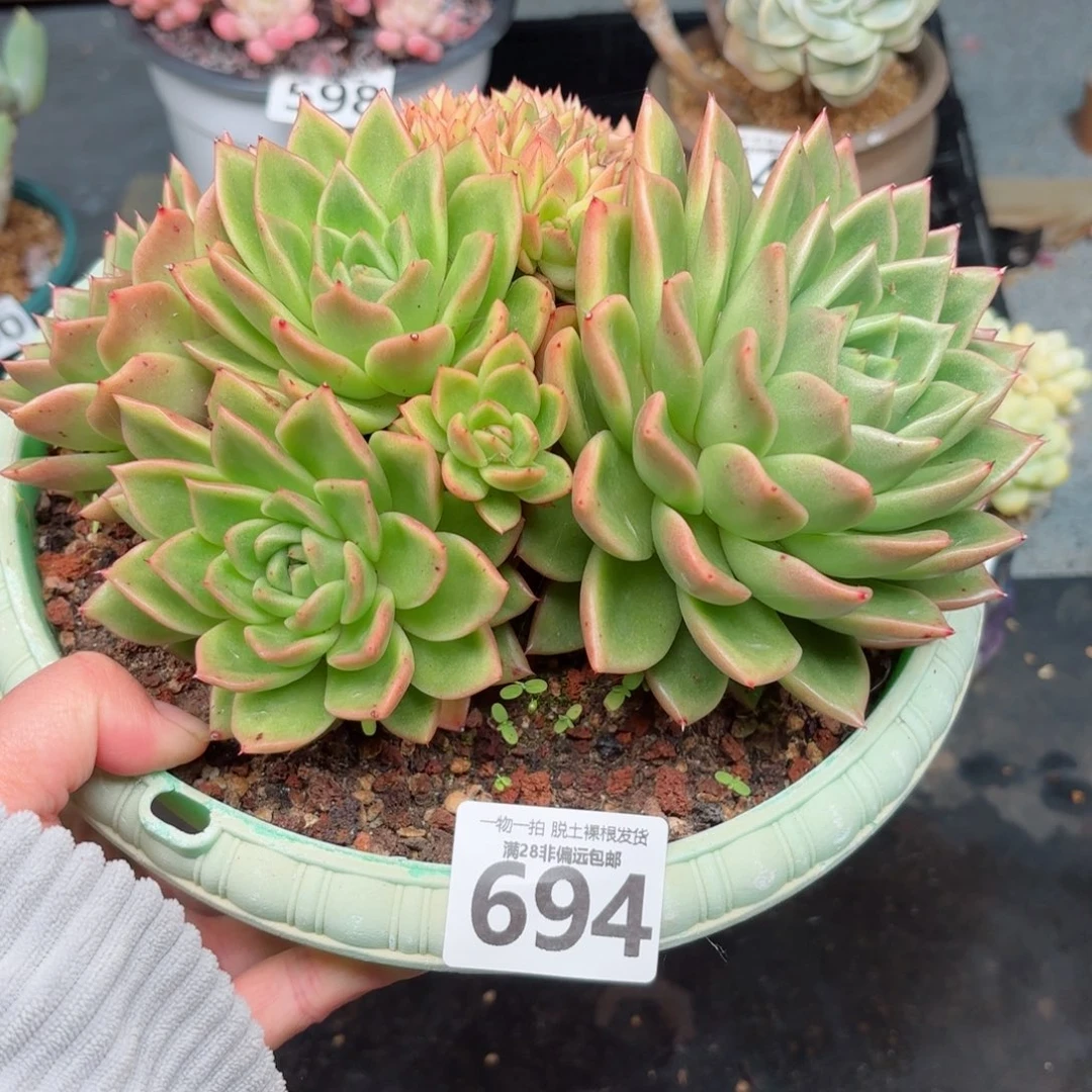 红玉缀无盆土发货