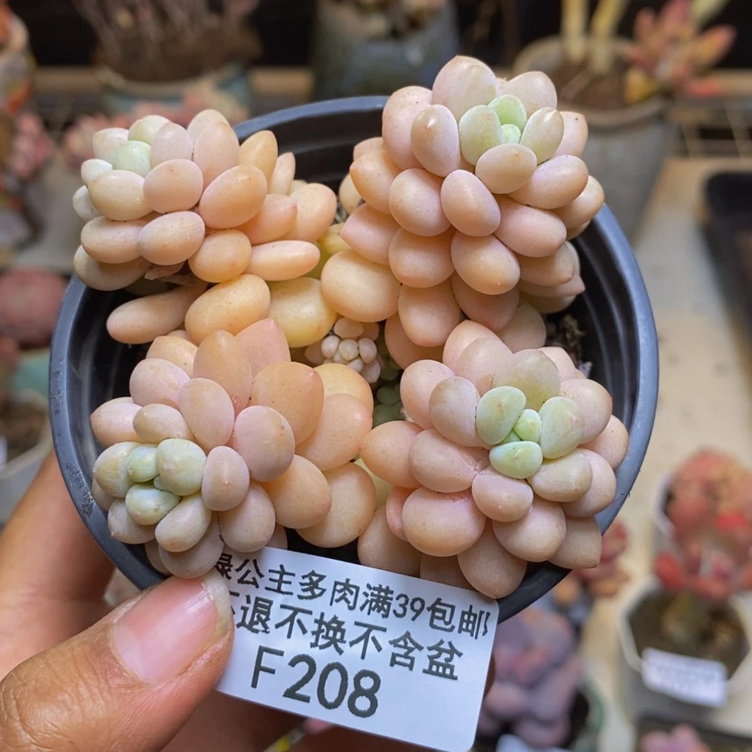 208洛可可多肉7c m