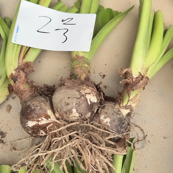 阿弗雷2号基地球坨