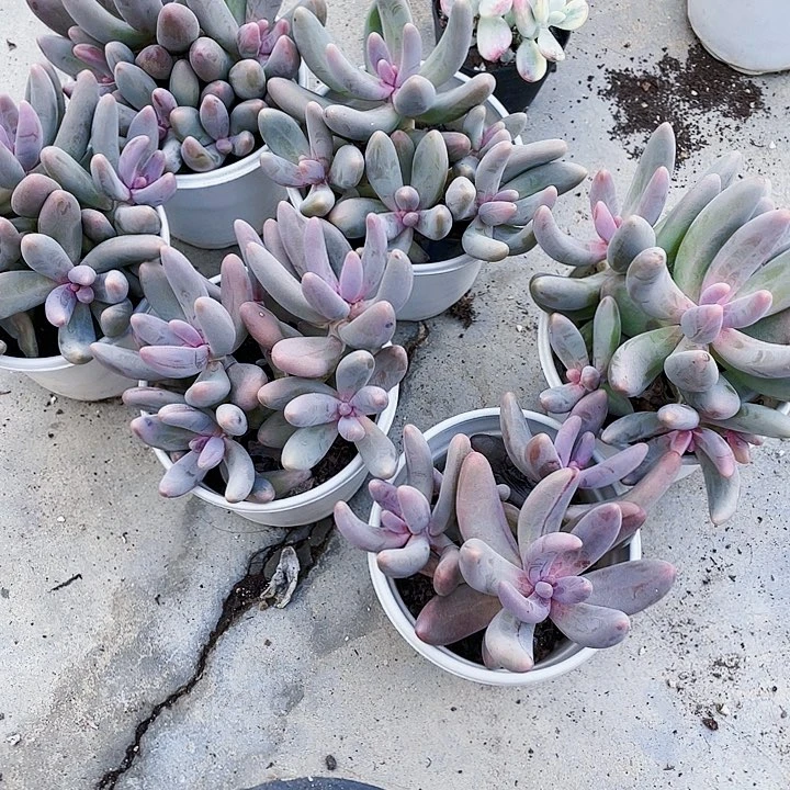 红手指15.8一盆694949494