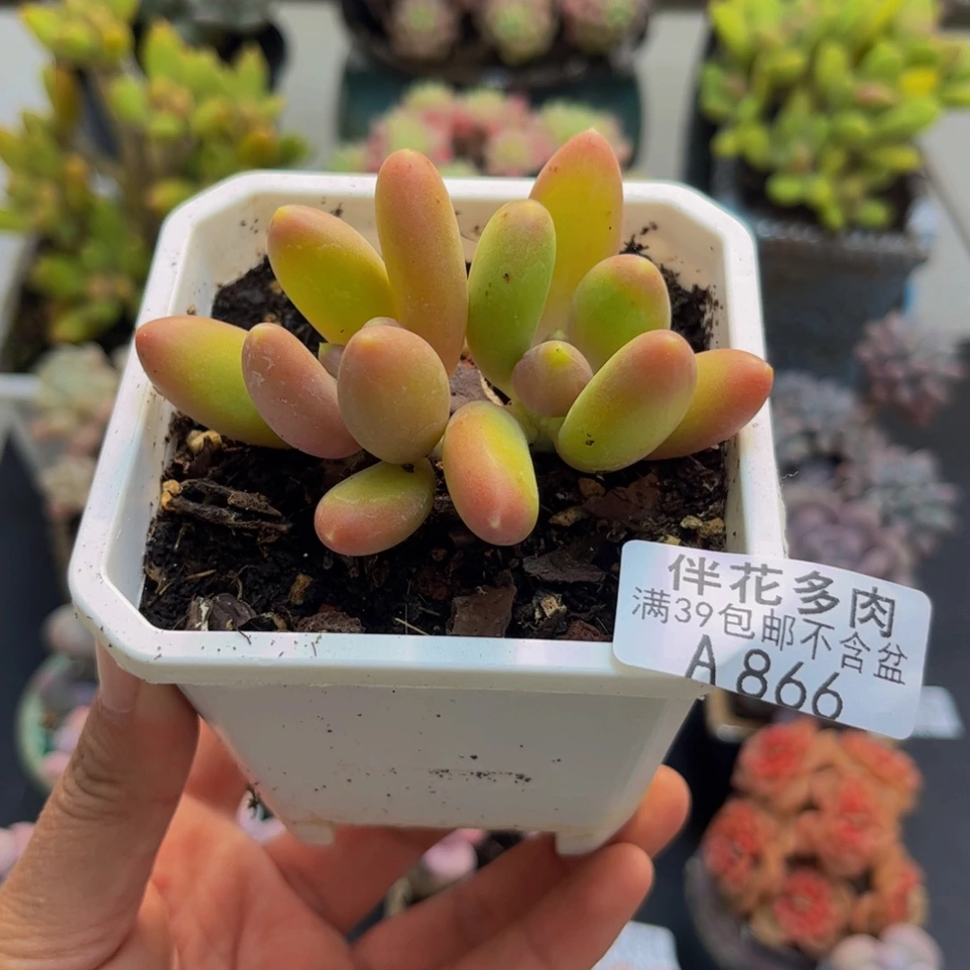 866芒果奶苗5cm多肉
