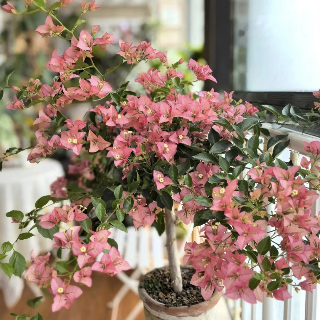 卡亚塔三角梅勤花高级色系带盆带土带花好养易活