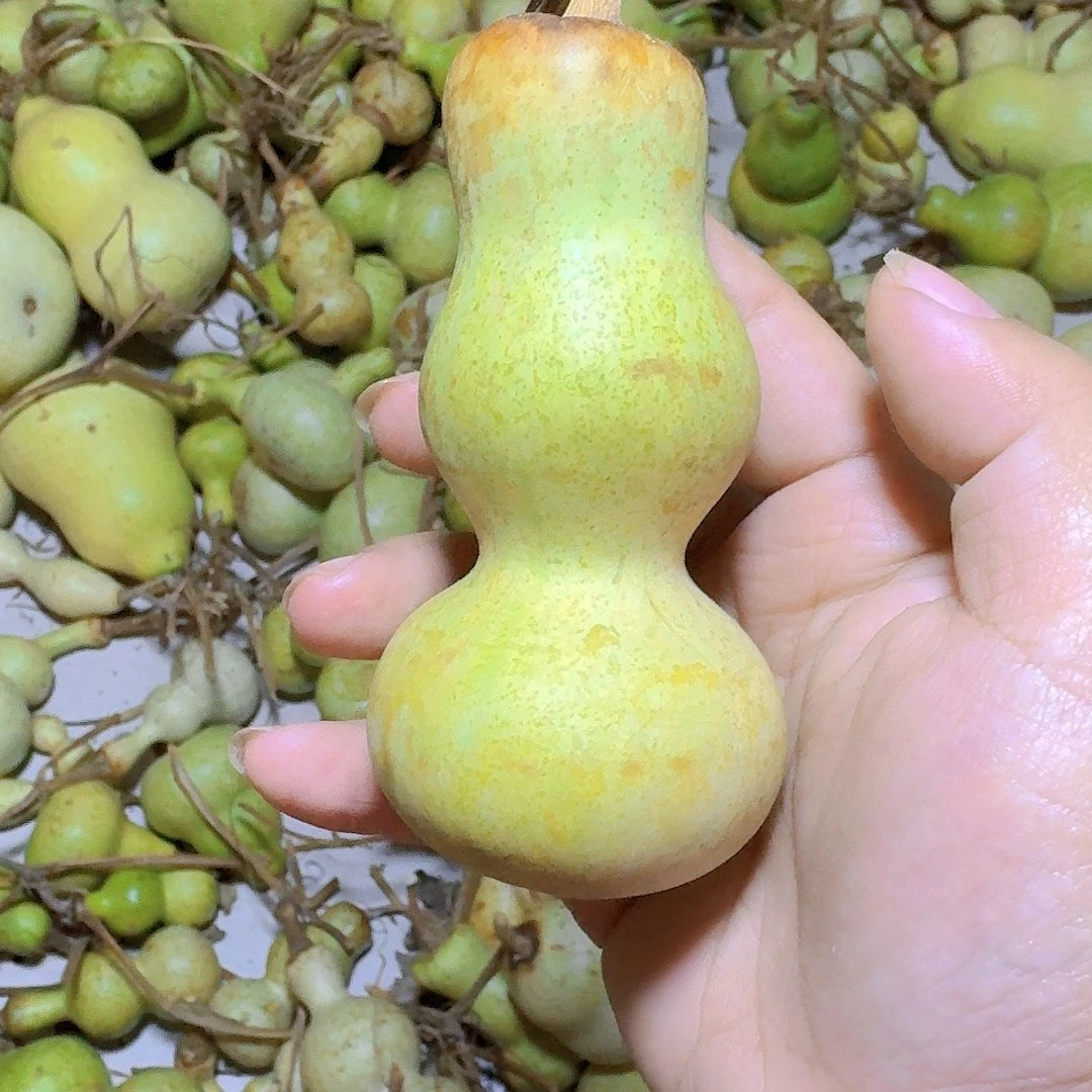 旋***姐青皮葫芦不保成不退不换