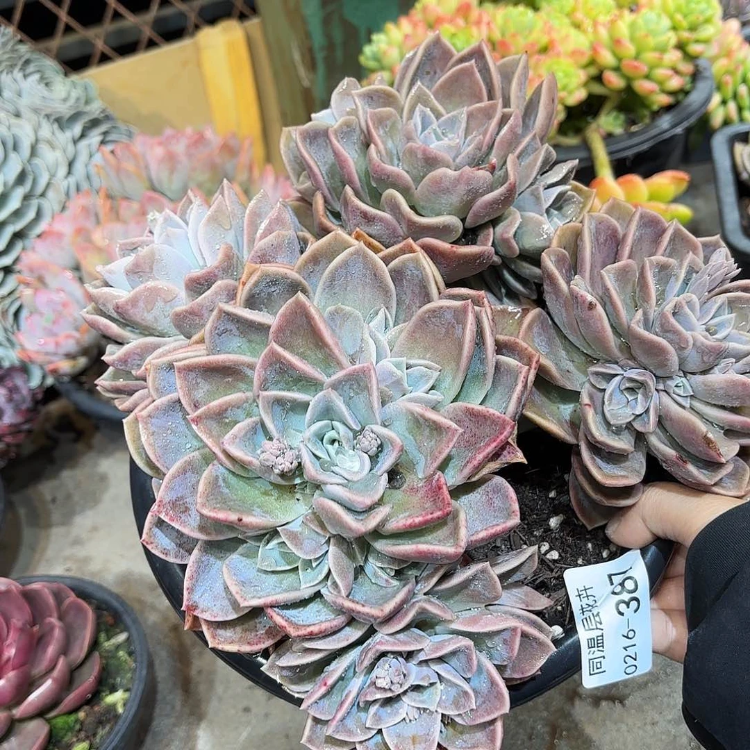 同温层多肉哈利387