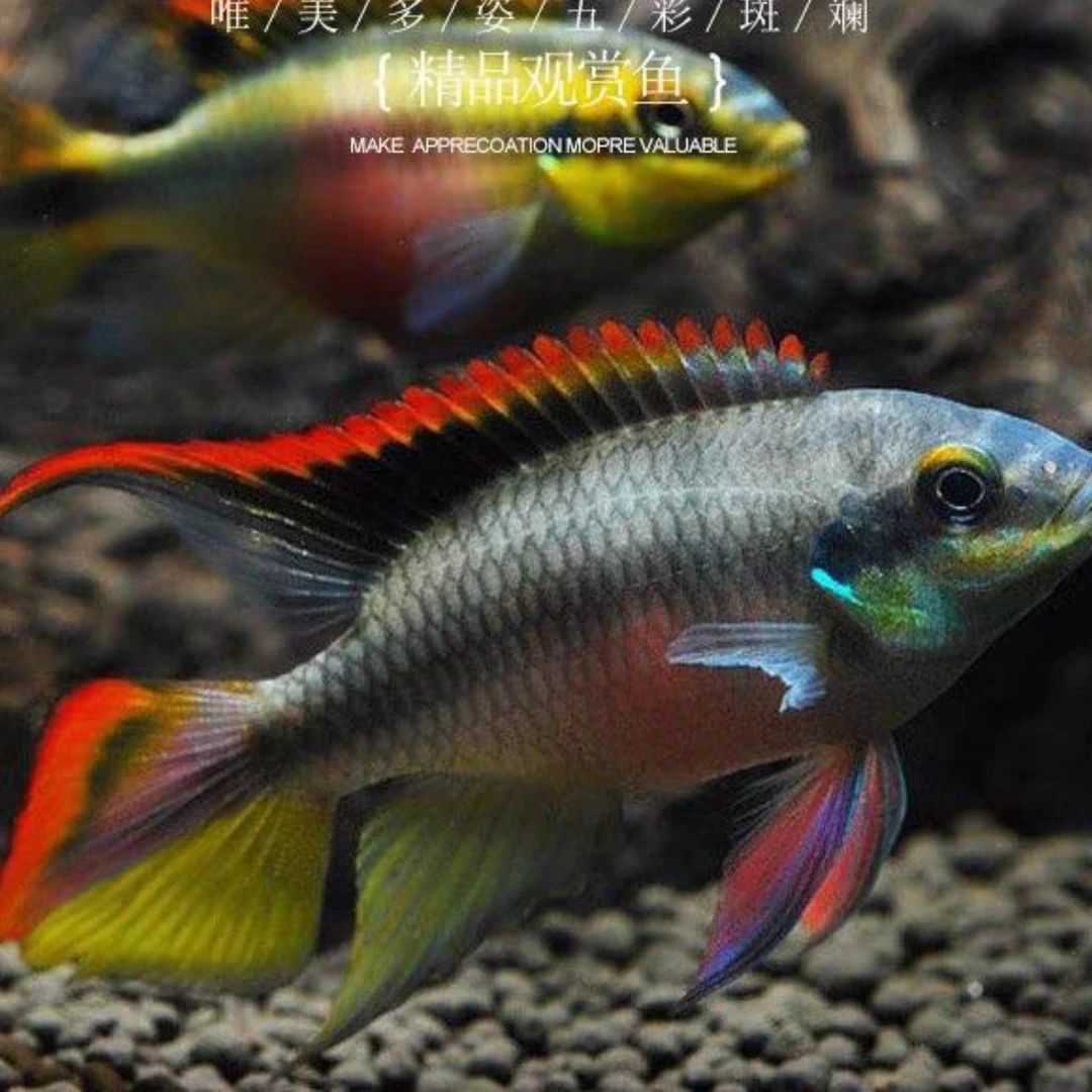 红颊红肚凤凰非洲南美短鲷鱼淡水热带鱼红脸小型观赏鱼练手活体