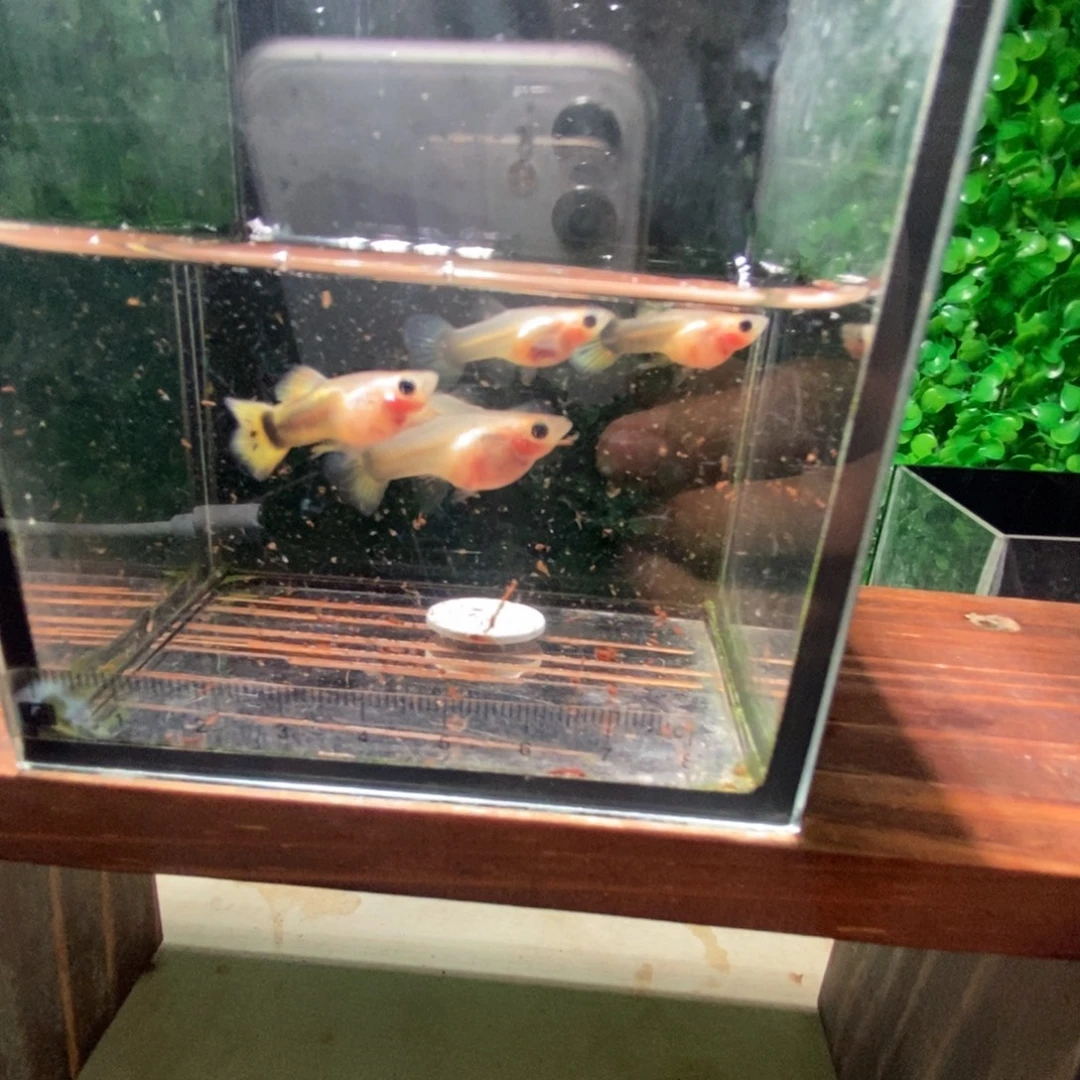 2-7公母搭配热带海域小蜜蜂玻璃猫5条