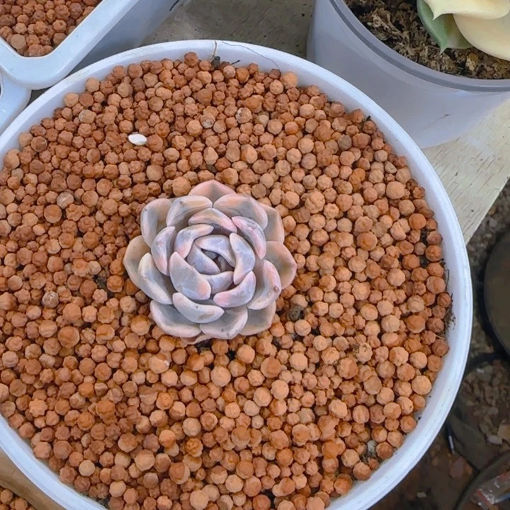 -****ა汉堡锦多肉植物好看