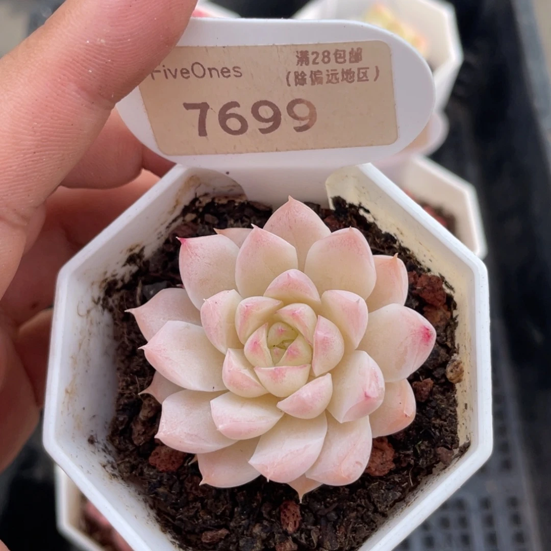 7699桃熏女王4.0厘米