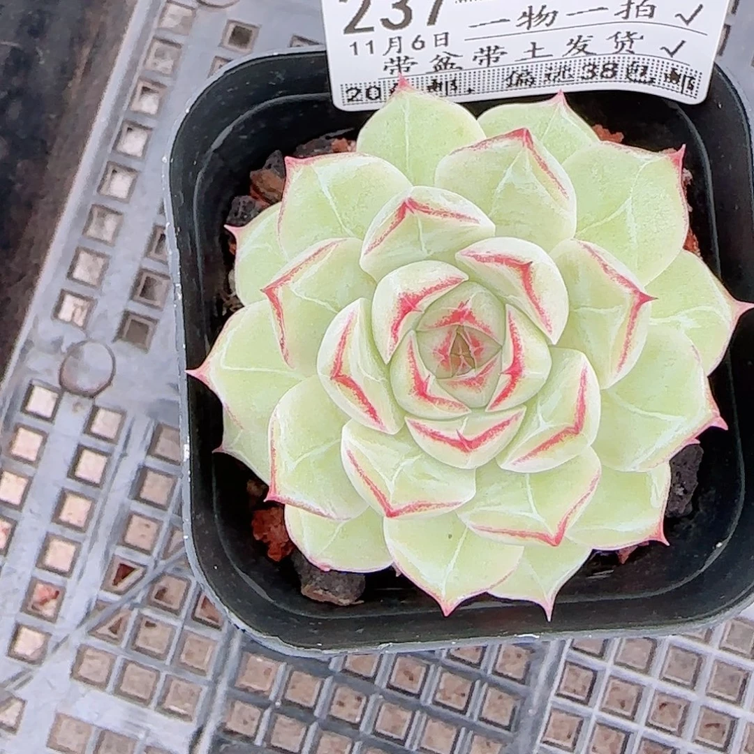 悠***球1106-----237边线女王