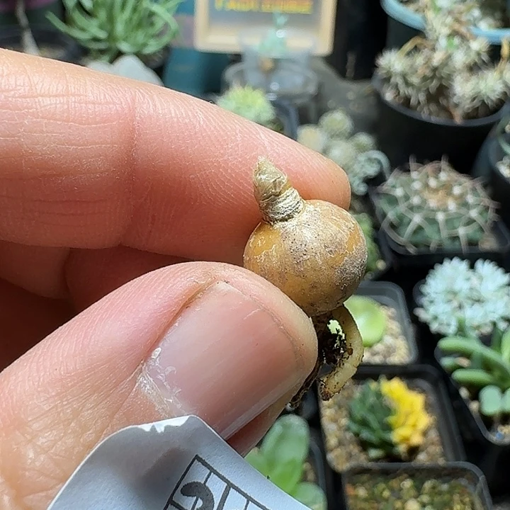 331刺叶灯台百合脱土发货