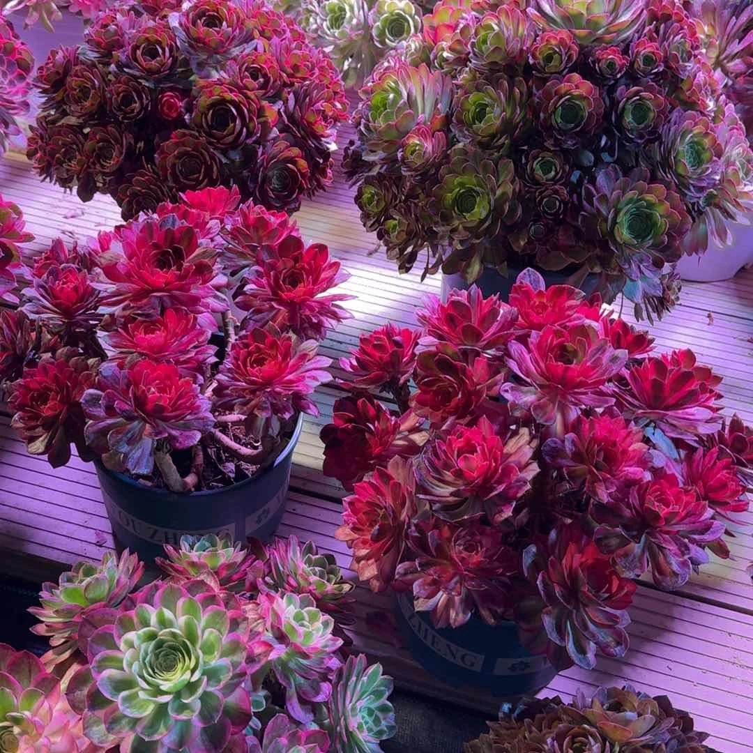 粉*多肉植物法师盆21口径2个