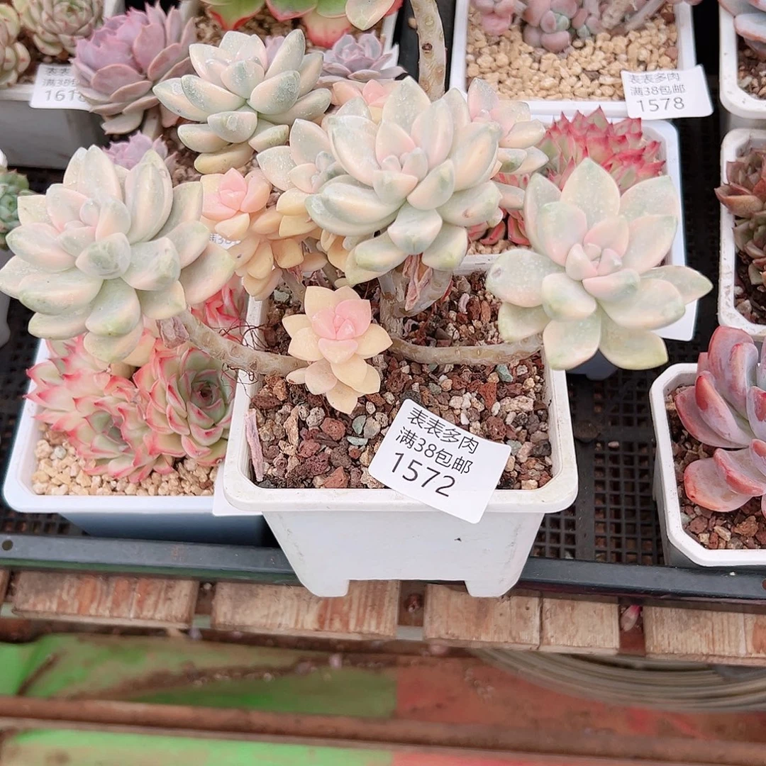 小***多肉一物一拍植物1572