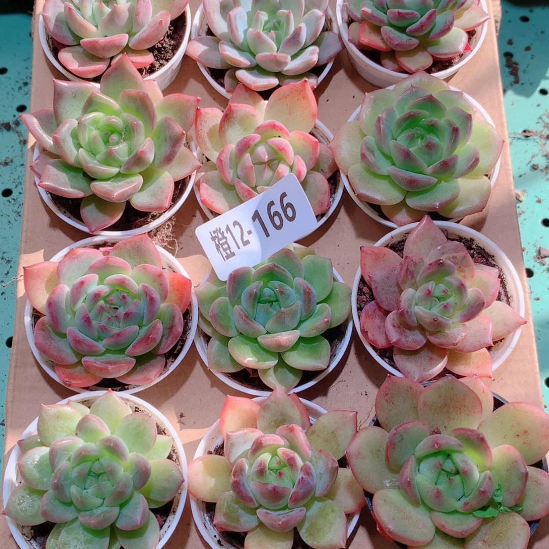 12-166一物一拍多肉带盆18颗