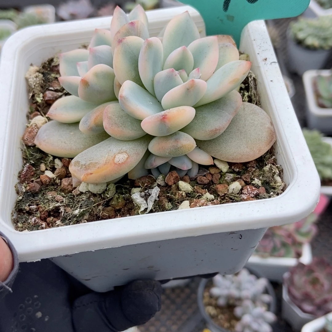 1140梦露锦多肉植物
