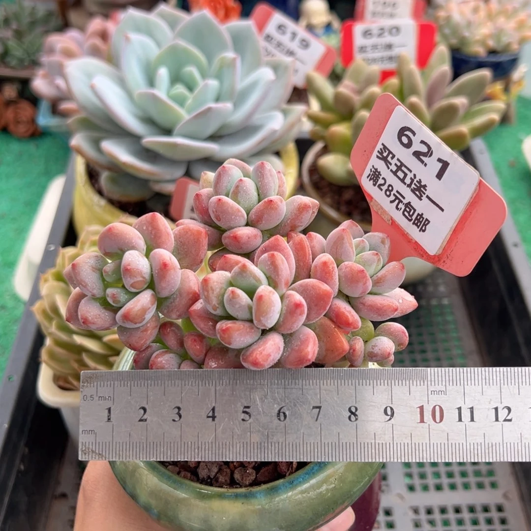 表妹精品多肉植物621.