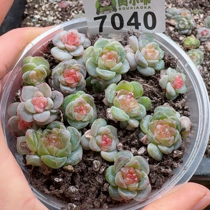 @*左多肉植物多肉植物