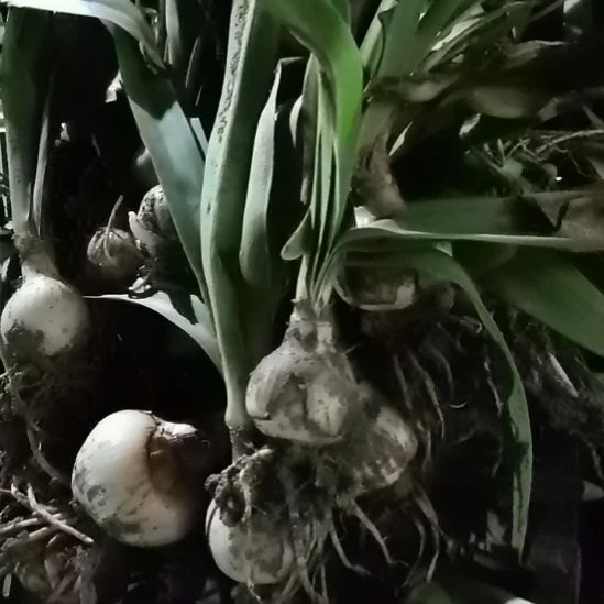 当前无花栽培后可以开花甜心4厘米裸根球