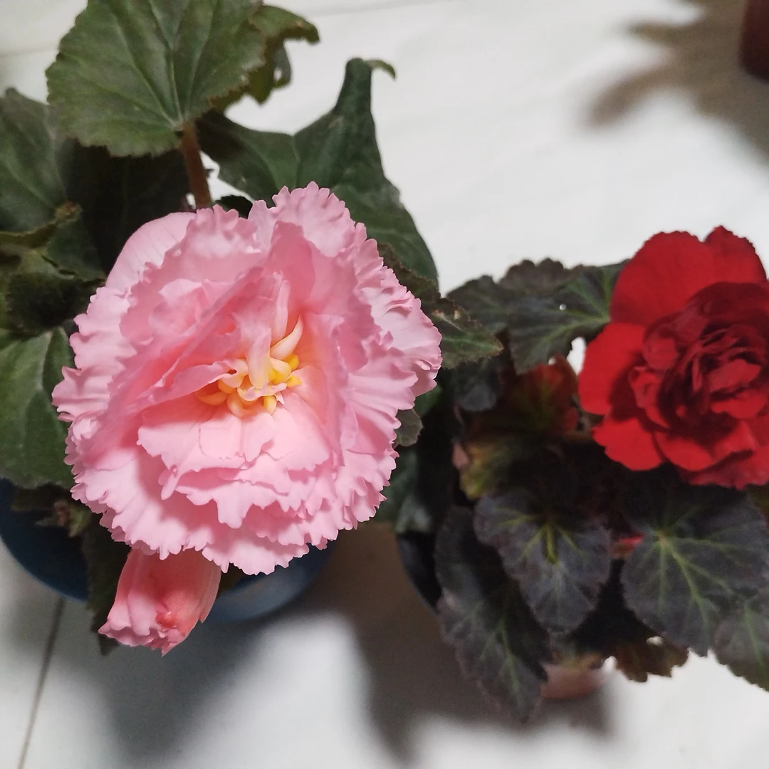 夫妻海棠两盆包邮到家