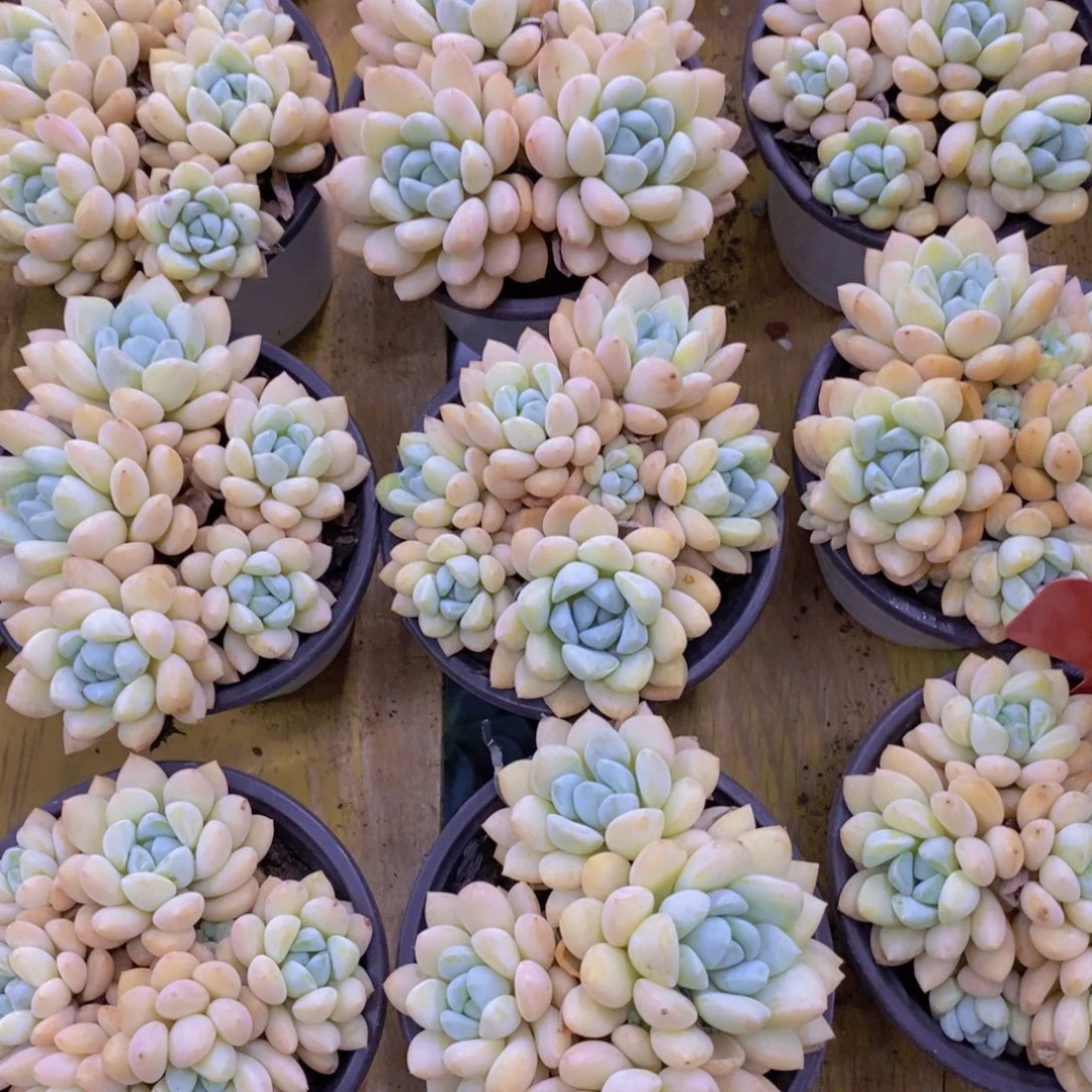 开心多肉每月专场，8月