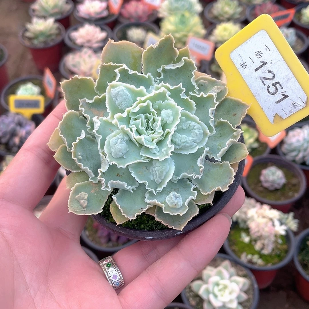 衹园之舞1251号多肉