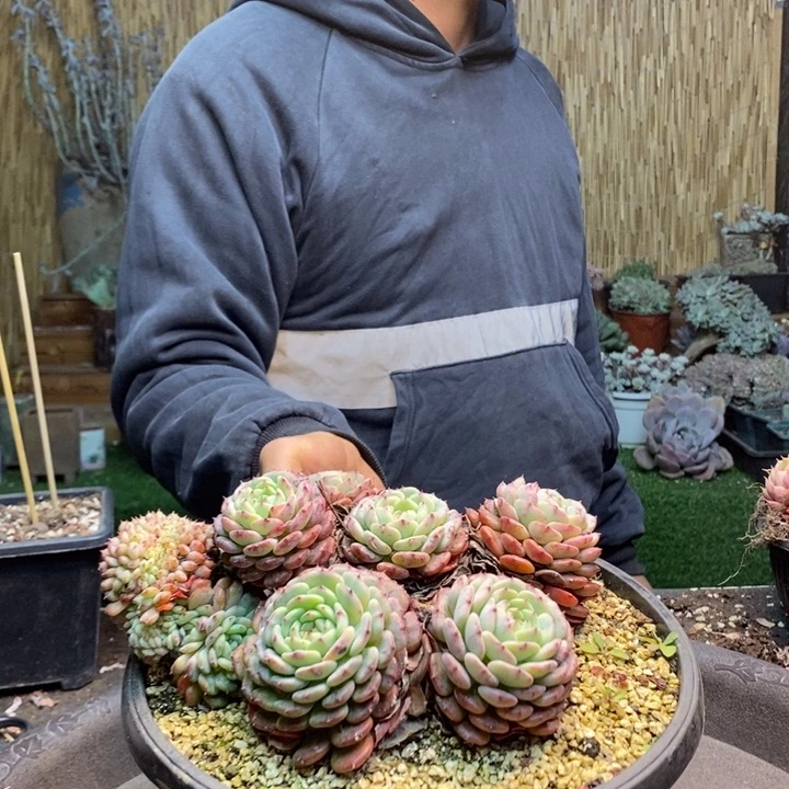 仔***仔09号白胖子多肉植物