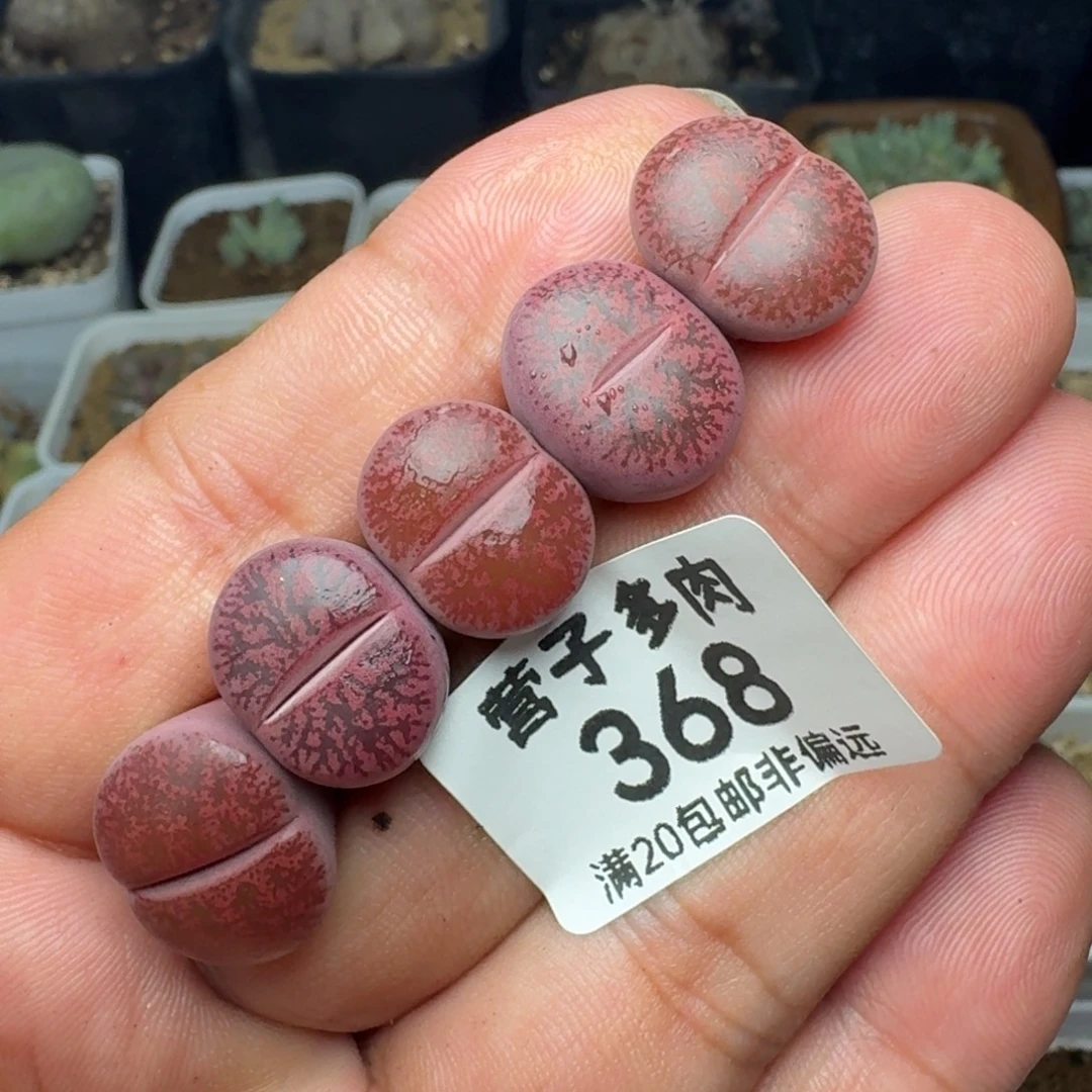 酒红紫熏