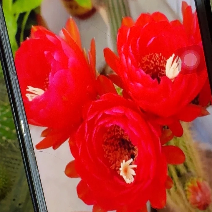 樱桃红侧芽5公分左右毛花柱