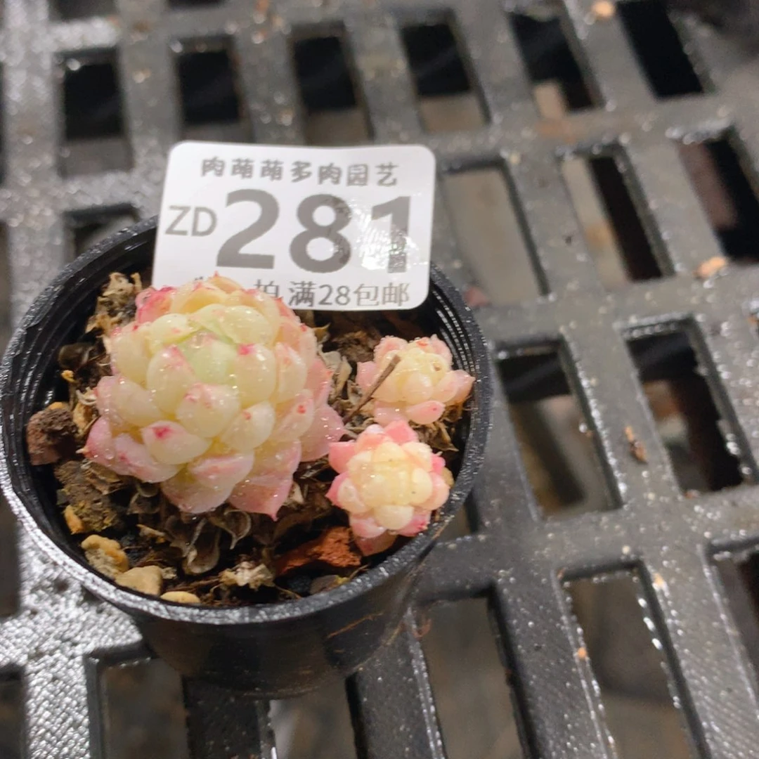 肉萌萌拇指盆精控多肉ZD281