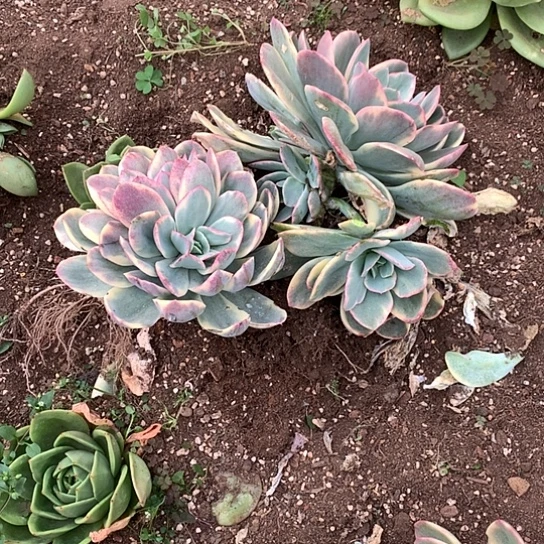 开**好美肉特价活动开始啦