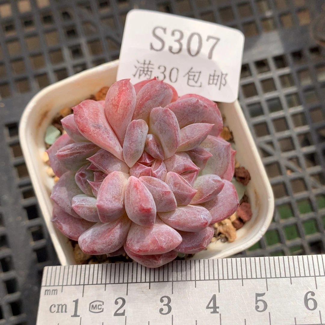 307。三心秘境粉魄。