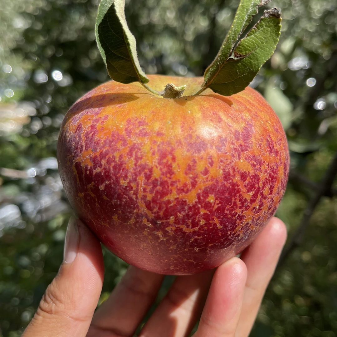 云南昭通冰糖心丑苹果正宗，自家果园现摘现发，脆甜瞬间多汁日本