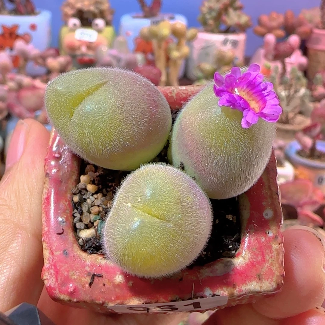 T开花肥肥毛翠盆口3.5cm