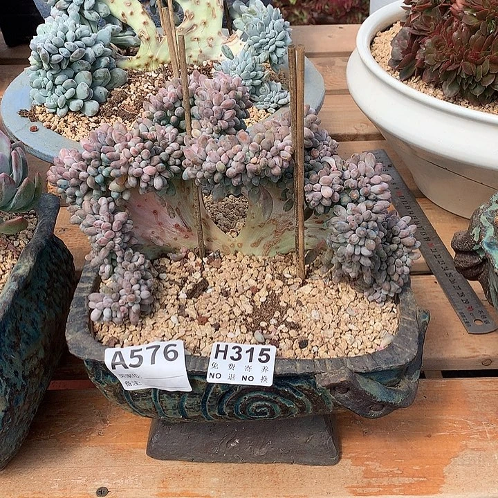 汤圆缀化 非偏远38包邮 节后发
