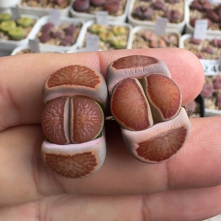 G347红窗菊四年准母本