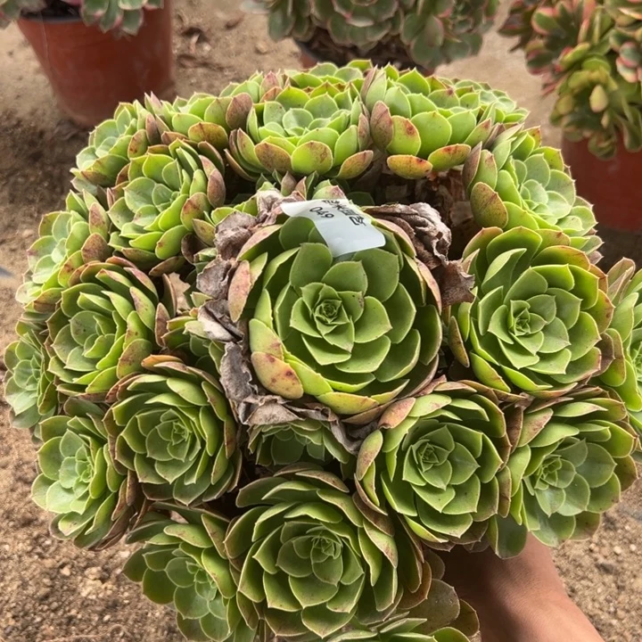 万圣节多肉植物大手捧049