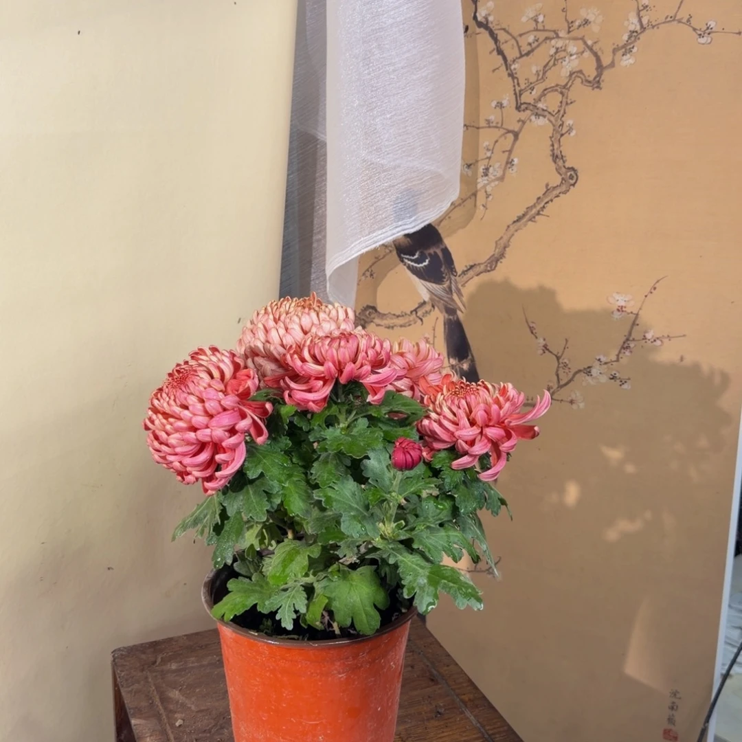 完全开放C8888888