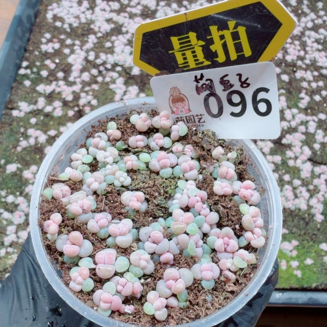 多肉植物多肉植物