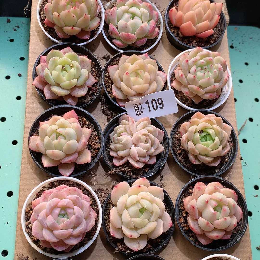 2-109一物一拍带盆18颗