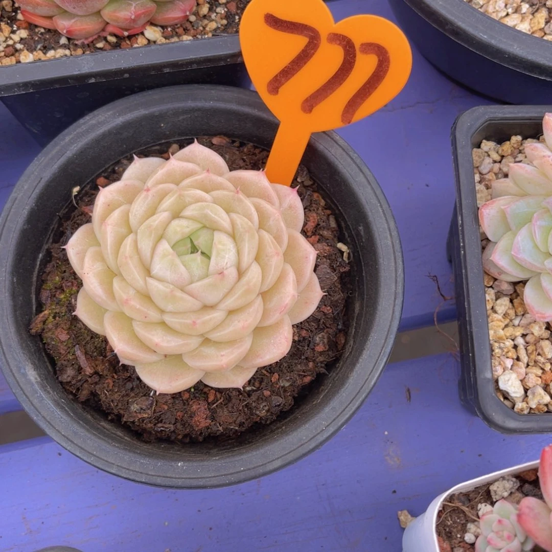 心****师777号多肉植物一物一拍