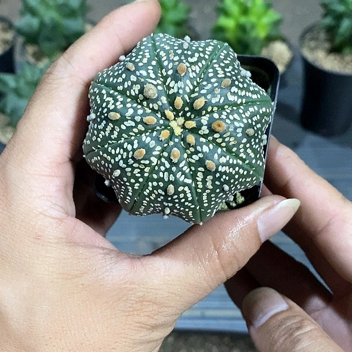 神***蝶超兜实生脱土发货