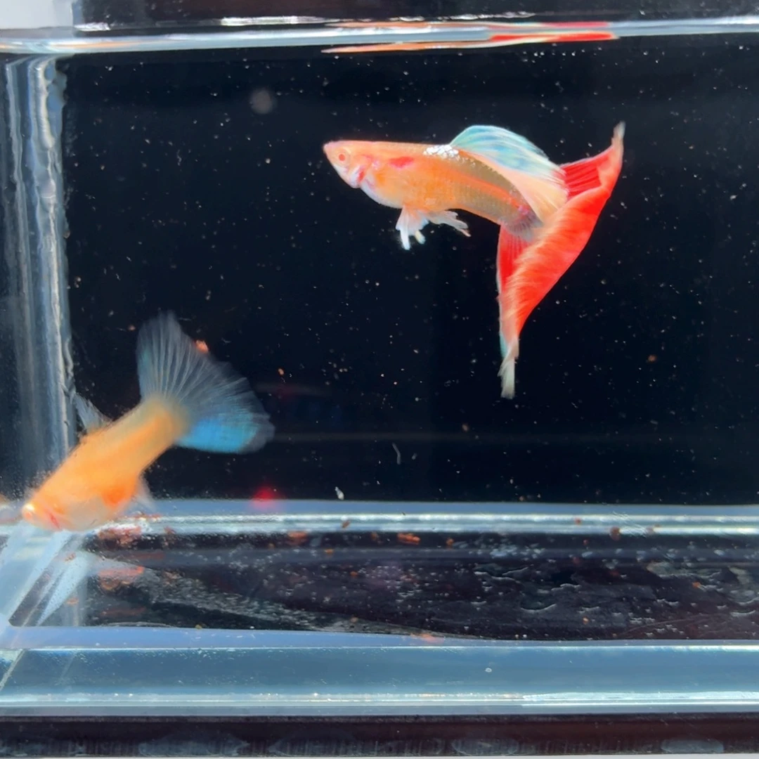 孔雀鱼火烧云一对（35）