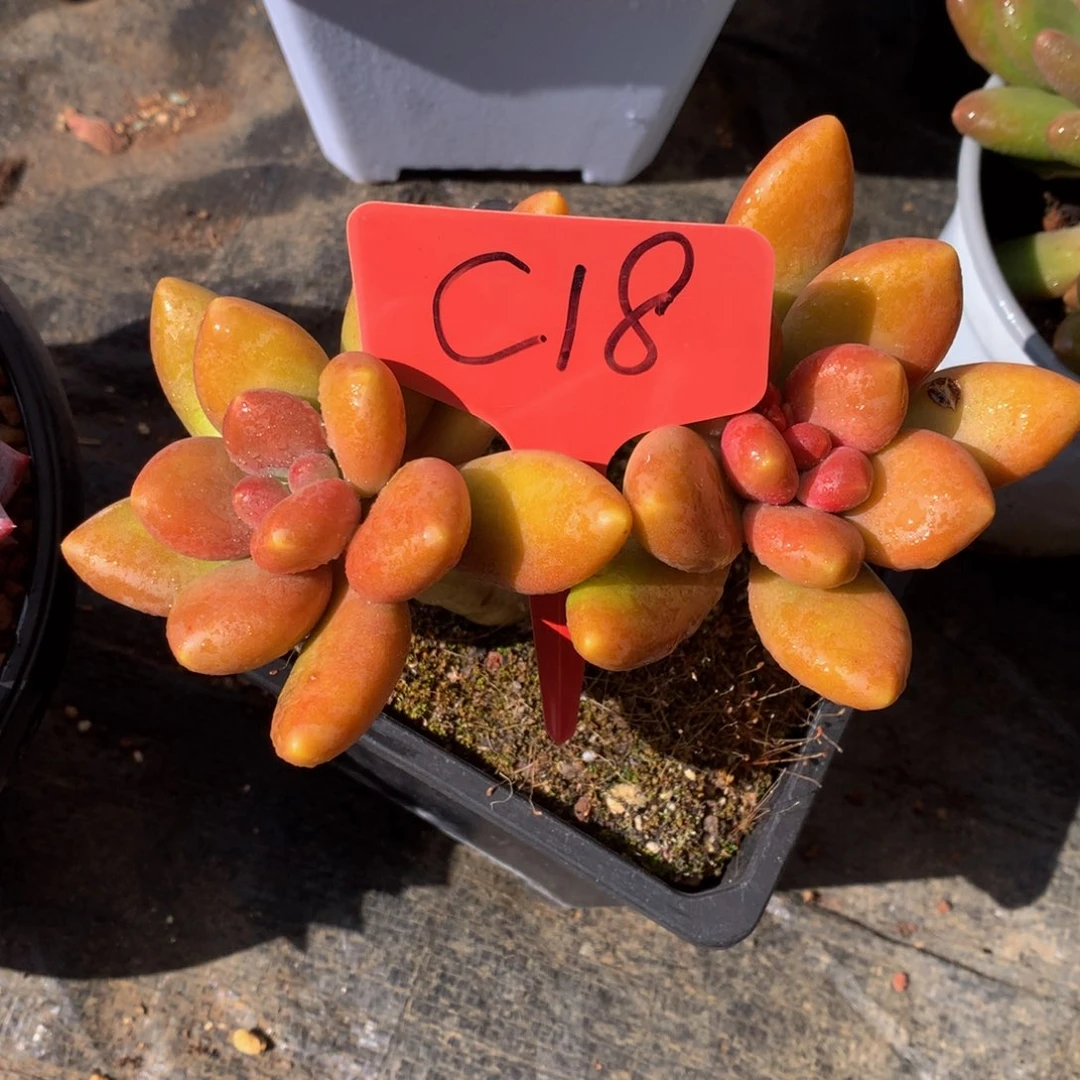 芒果奶62626262636632