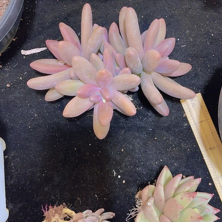 糖果美人多肉美美哒