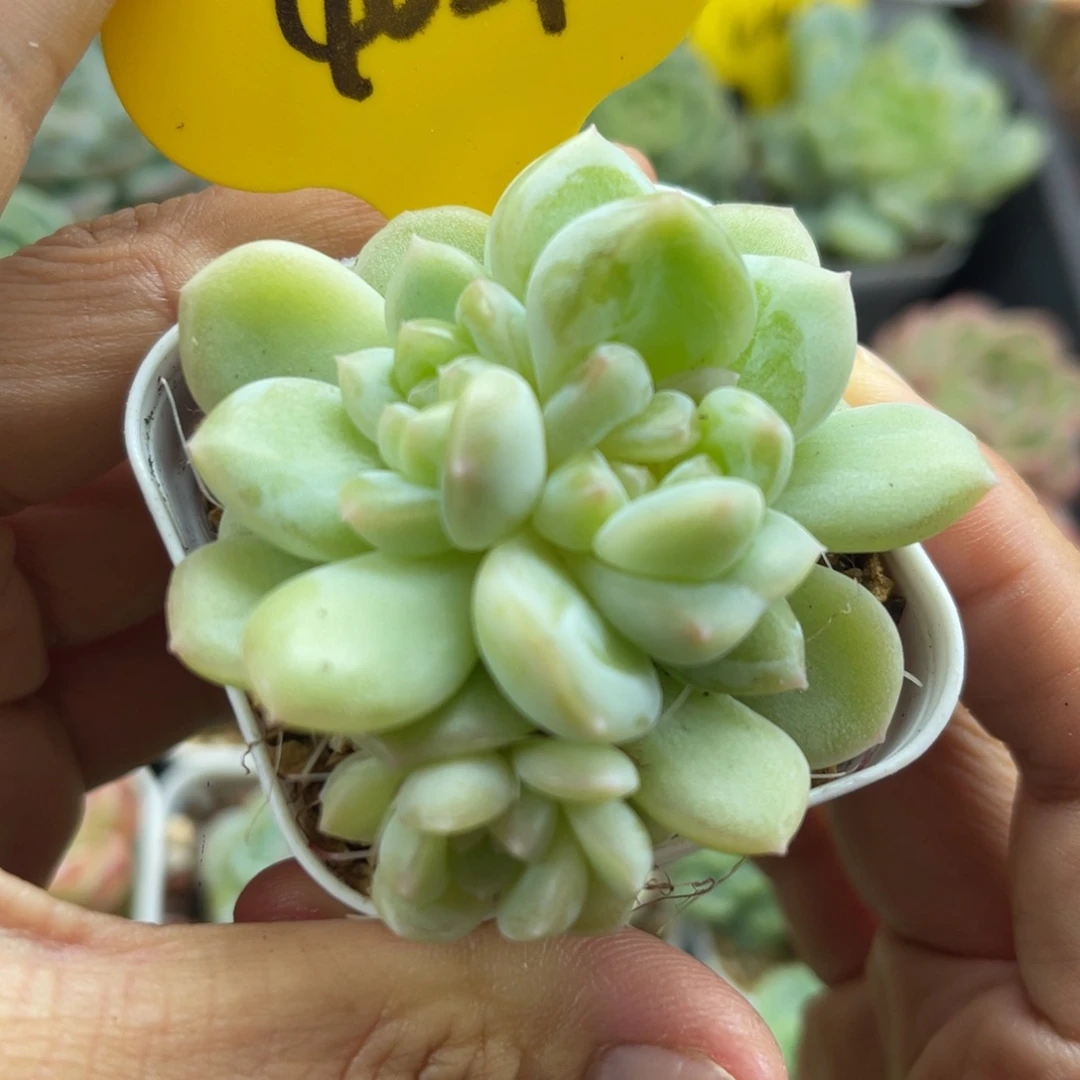 奶油财富3头群4059