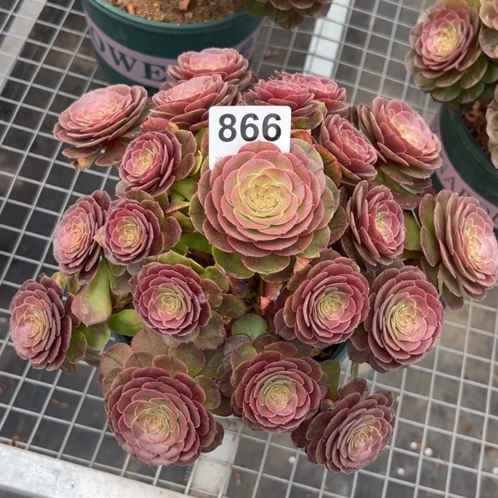 866万圣节25厘米左右