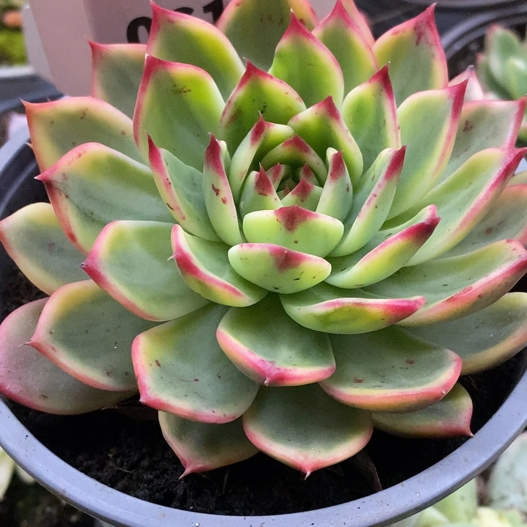 614桃花哈哈哈哈哈哈哈